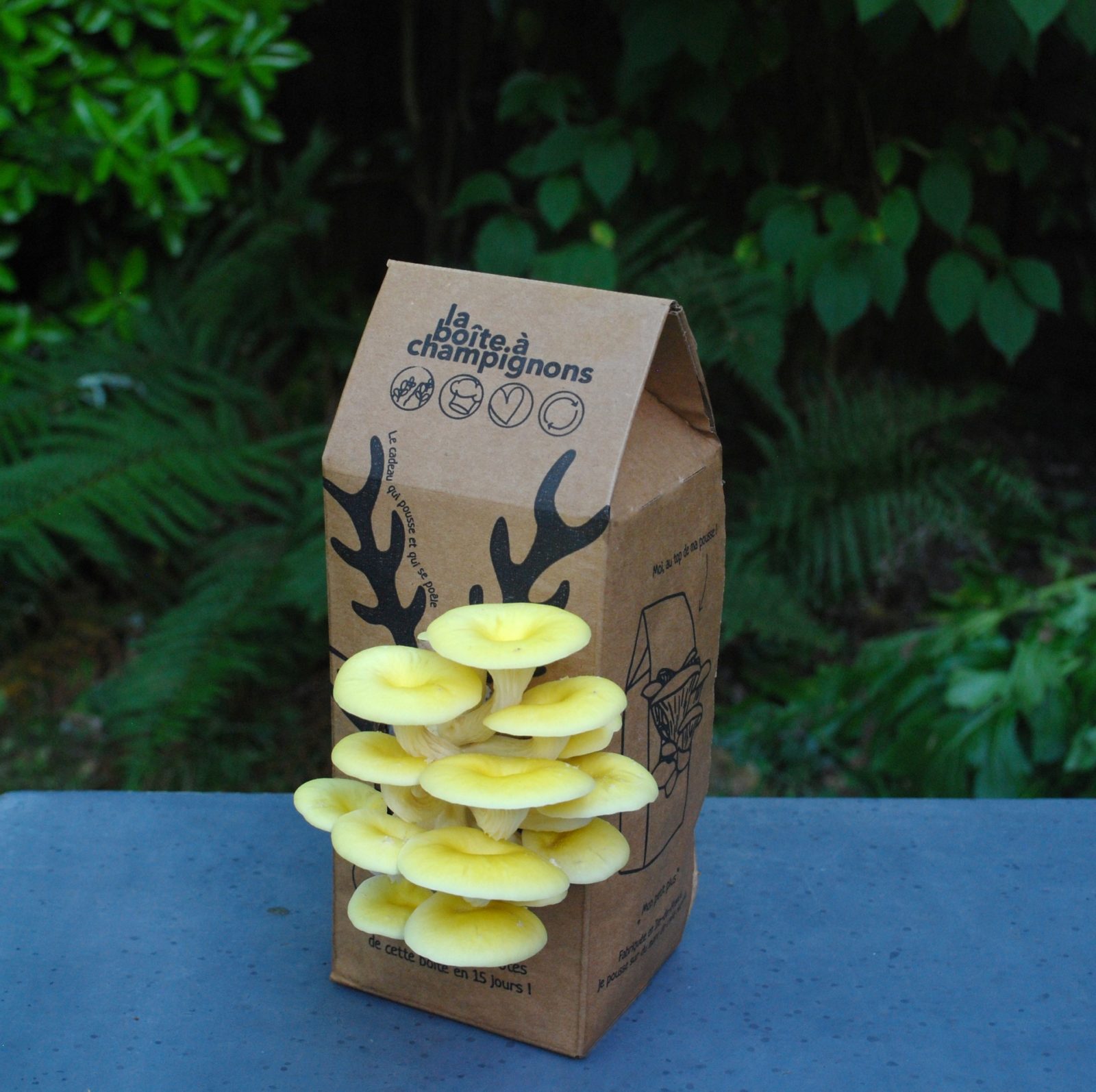Kit champignons en boîte à faire soi-même • Boutique Amnesty