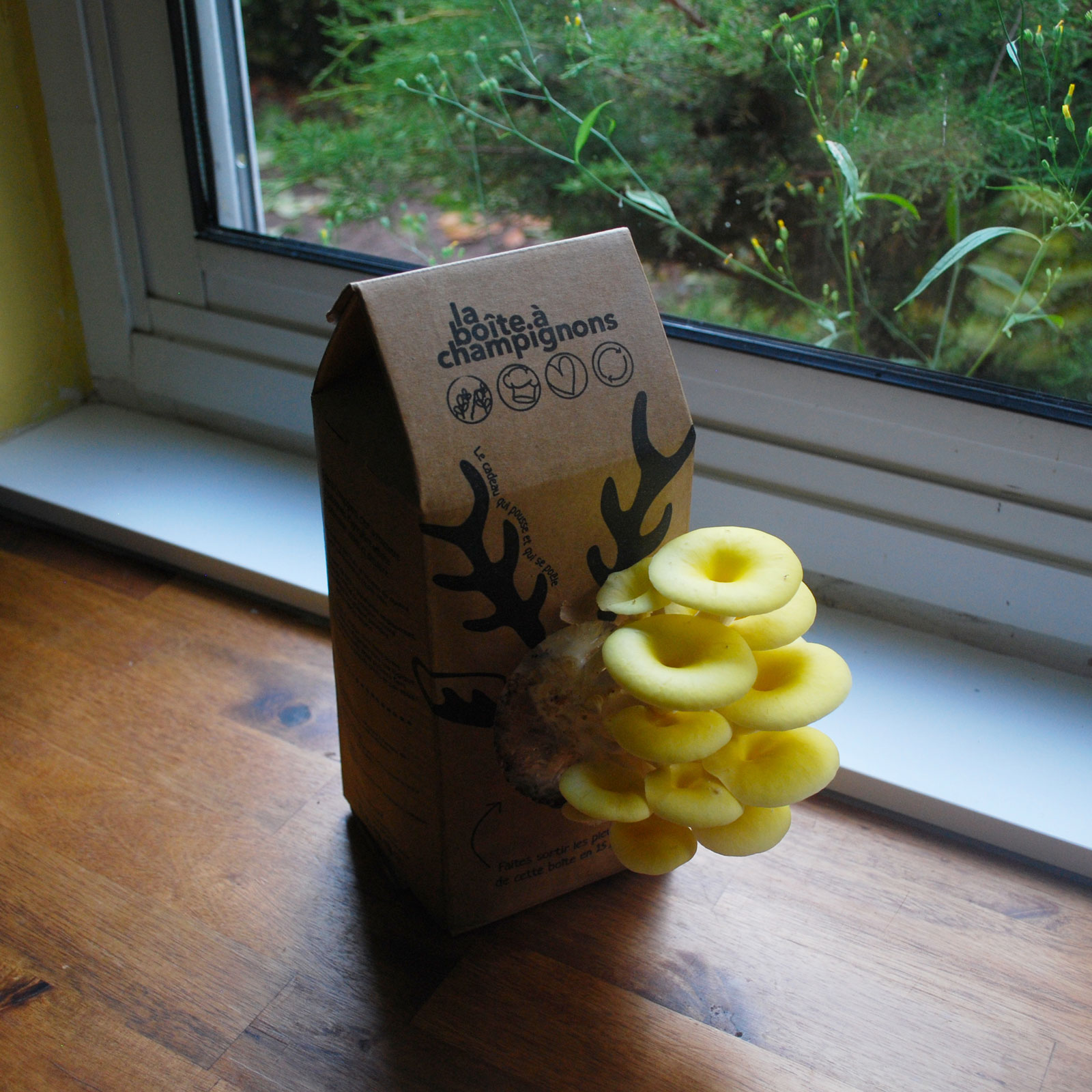 Un kit pour faire pousser des pleurotes à la maison